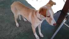 POPI, Hund, Mischlingshund in Spanien - Bild 8