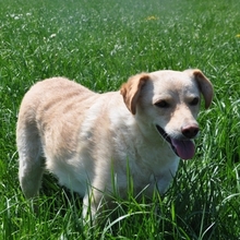 CLEO, Hund, Mischlingshund in Illertissen - Bild 3
