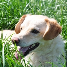 CLEO, Hund, Mischlingshund in Illertissen - Bild 6