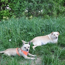 CLEO, Hund, Mischlingshund in Illertissen - Bild 8