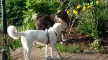 YUMA, Hund, Mischlingshund in Schlesen - Bild 1