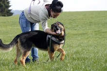 ARCO, Hund, Deutscher Schäferhund in Neuhausen - Bild 5