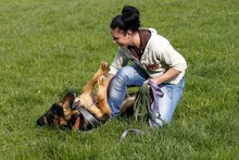 ARCO, Hund, Deutscher Schäferhund in Neuhausen - Bild 6