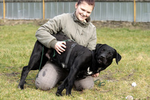BUDDY, Hund, Labrador Retriever in Neuhausen - Bild 5