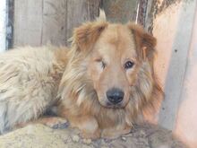 FLY, Hund, Mischlingshund in Rumänien - Bild 3