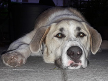 FRASER, Hund, Mischlingshund in Spanien - Bild 1