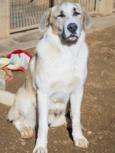 FRASER, Hund, Mischlingshund in Spanien - Bild 11