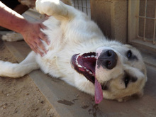 FRASER, Hund, Mischlingshund in Spanien - Bild 12
