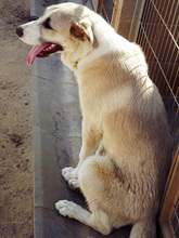 FRASER, Hund, Mischlingshund in Spanien - Bild 13