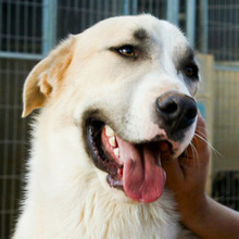 FRASER, Hund, Mischlingshund in Spanien - Bild 2