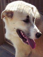 FRASER, Hund, Mischlingshund in Spanien - Bild 3