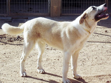 FRASER, Hund, Mischlingshund in Spanien - Bild 4