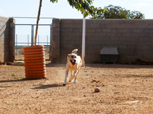 FRASER, Hund, Mischlingshund in Spanien - Bild 5