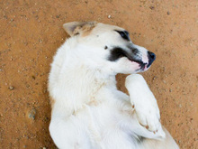 FRASER, Hund, Mischlingshund in Spanien - Bild 6