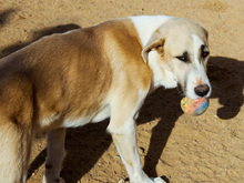 FRASER, Hund, Mischlingshund in Spanien - Bild 7