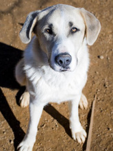 FRASER, Hund, Mischlingshund in Spanien - Bild 9
