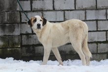 NIEVE, Hund, Mastin Español in Spanien - Bild 6