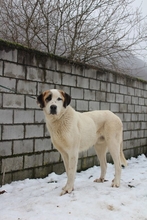 NIEVE, Hund, Mastin Español in Spanien - Bild 9