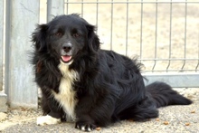 HERO, Hund, Mischlingshund in Groß-Umstadt - Bild 6