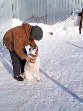 NOVELLA, Hund, Mischlingshund in Russische Föderation - Bild 3