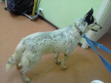 NOVELLA, Hund, Mischlingshund in Russische Föderation - Bild 4