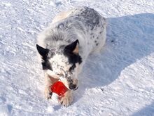 NOVELLA, Hund, Mischlingshund in Russische Föderation - Bild 6