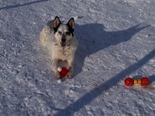NOVELLA, Hund, Mischlingshund in Russische Föderation - Bild 7