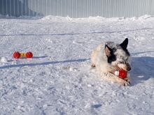 NOVELLA, Hund, Mischlingshund in Russische Föderation - Bild 8