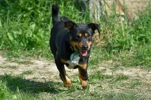 BOB, Hund, Mischlingshund in Polen - Bild 8