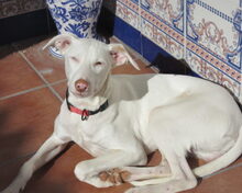 MILKY, Hund, Mischlingshund in Spanien - Bild 1