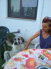 ZACH, Hund, Mischlingshund in Griechenland - Bild 2