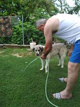 ZACH, Hund, Mischlingshund in Griechenland - Bild 4