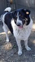 RUDI, Hund, Mischlingshund in Rumänien - Bild 4