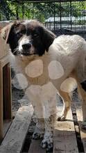 MOZOC, Hund, Mischlingshund in Rumänien - Bild 1
