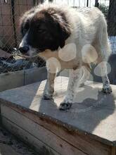 MOZOC, Hund, Mischlingshund in Rumänien - Bild 10