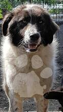 MOZOC, Hund, Mischlingshund in Rumänien - Bild 11