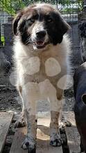 MOZOC, Hund, Mischlingshund in Rumänien - Bild 12
