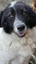 MOZOC, Hund, Mischlingshund in Rumänien - Bild 3