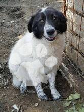 MOZOC, Hund, Mischlingshund in Rumänien - Bild 4