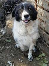 MOZOC, Hund, Mischlingshund in Rumänien - Bild 6