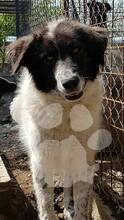 MOZOC, Hund, Mischlingshund in Rumänien - Bild 9