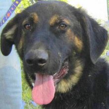 DOUG, Hund, Mischlingshund in Griechenland - Bild 1