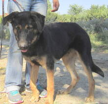 DOUG, Hund, Mischlingshund in Griechenland - Bild 10