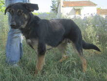 DOUG, Hund, Mischlingshund in Griechenland - Bild 2
