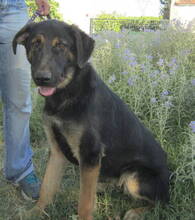 DOUG, Hund, Mischlingshund in Griechenland - Bild 3