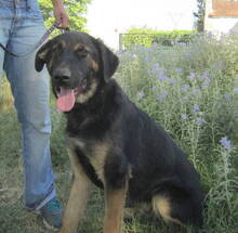 DOUG, Hund, Mischlingshund in Griechenland - Bild 4