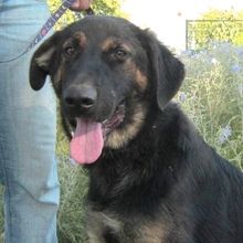 DOUG, Hund, Mischlingshund in Griechenland - Bild 5