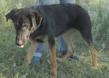DOUG, Hund, Mischlingshund in Griechenland - Bild 7