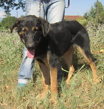 DOUG, Hund, Mischlingshund in Griechenland - Bild 8