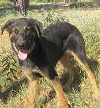 DOUG, Hund, Mischlingshund in Griechenland - Bild 9